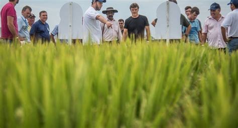 Caravanas levarão produtores à Abertura Oficial da Colheita do Arroz