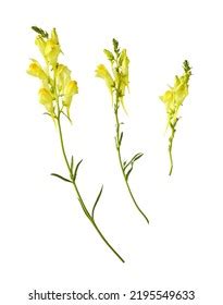 2,973 Linaria Images, Stock Photos & Vectors | Shutterstock