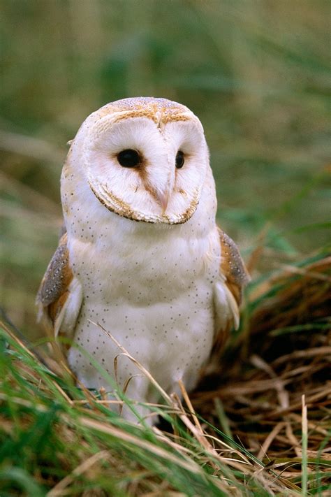 Barn Owl Eyes Close Up