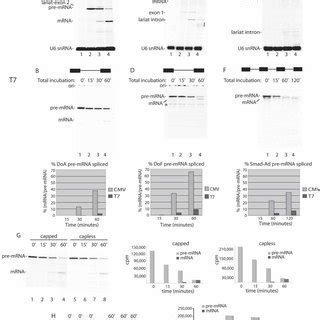 Rnap Ii Transcription And Pre Mrna Splicing In Vitro A Structure Of