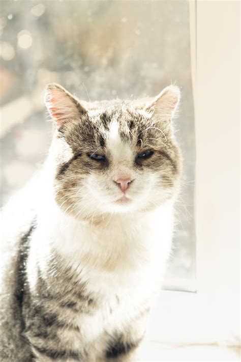 Old Cat On The Window Sitting On The Window Cell Yearning To Be Outside