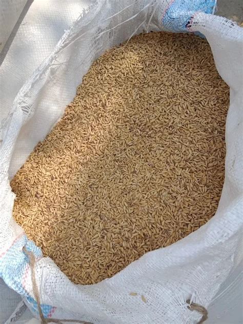 Hybrid Brown KNM 1638 Paddy Seeds For Agriculture Packaging Type