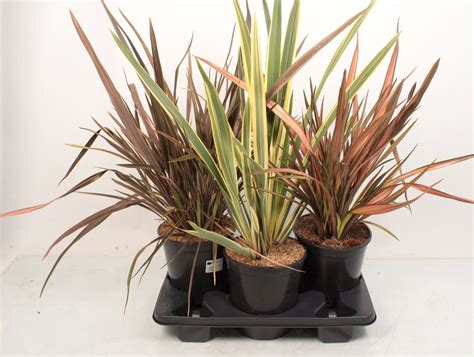 Phormium Tenax Mix — Plant Wholesale Floraccess