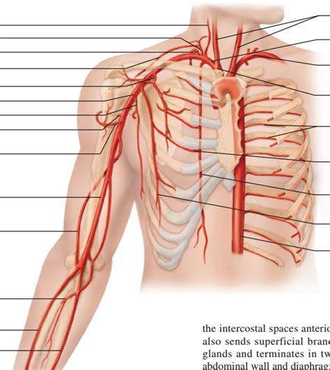 Anatomy Circulatory Quiz 1 Part 13 Humans Diagram Quizlet