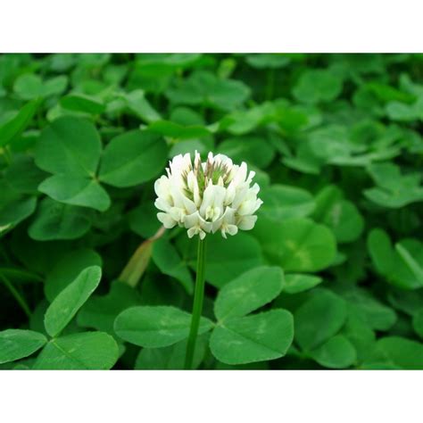 White Clover Seeds Trifolium Repens Price