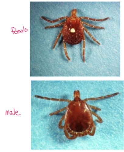 tick identification flashcards quizlet