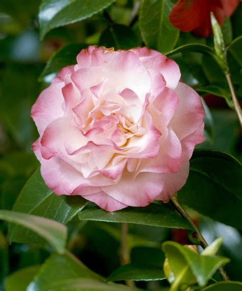 Camellia problems: 5 issues and how to remedy them | Homes and Gardens