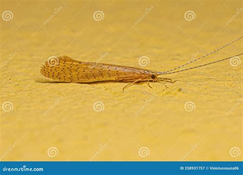 Adult Caddisfly Insect Stock Image Image Of Invertebrate 258931757