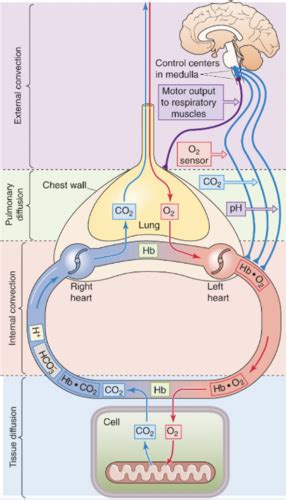 Respiratory Diffusion Of Gases And Pfts Flashcards Quizlet