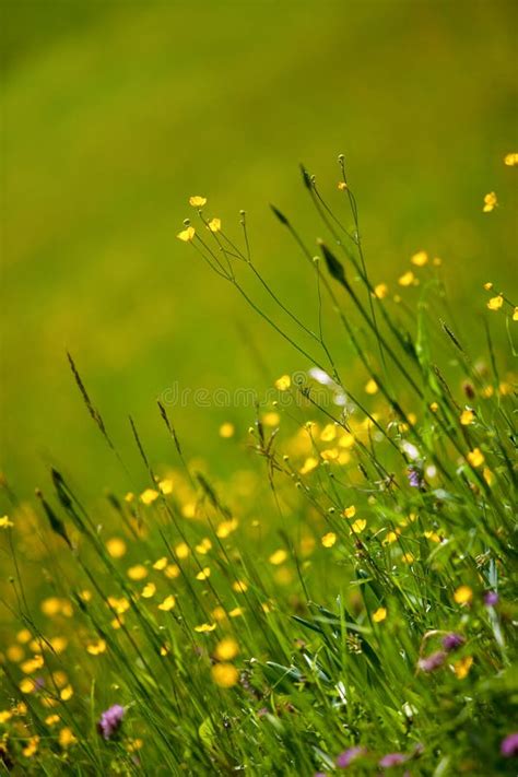 Spring Meadow Stock Image Image Of Blossom Grass Spring 14517423