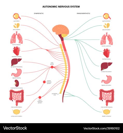 Body Part Chart Autonomic Nervous System Lateral Removable 55 OFF