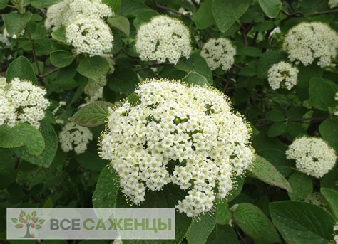 Цена на Калина Гордовина - купить саженцы