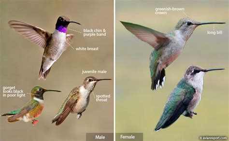 Black Chinned Hummingbird Life Cycle