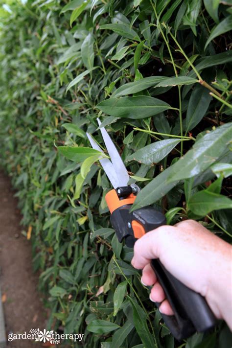 How to Trim Hedges {Guide to Pruning} - Garden Therapy