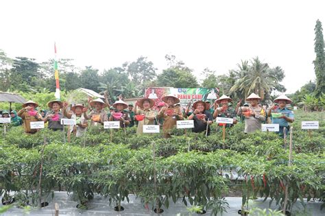 Panen Raya Padi Dan Cabai Pj Gubernur Sugito Apresiasi Petani Desa