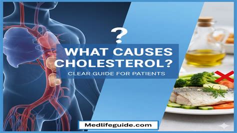 What Causes High Cholesterol Clear Guide For Patients