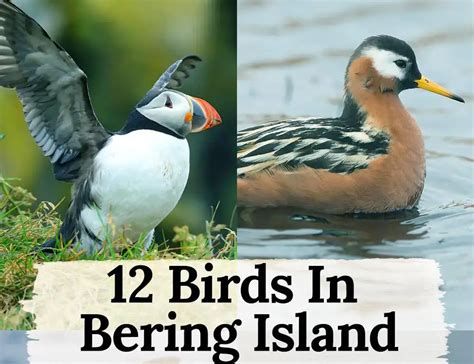 12 Species Flourishing in the Harsh and Beautiful Landscape Near Bering ...