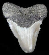 Extremely Wide Megalodon Tooth For Sale Fossilera