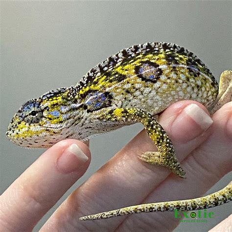 Carpet Chameleon - Exotic Reptiles Store