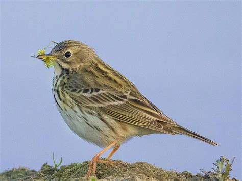 Rock Pipit Bird Facts (Anthus petrosus) | Bird Fact