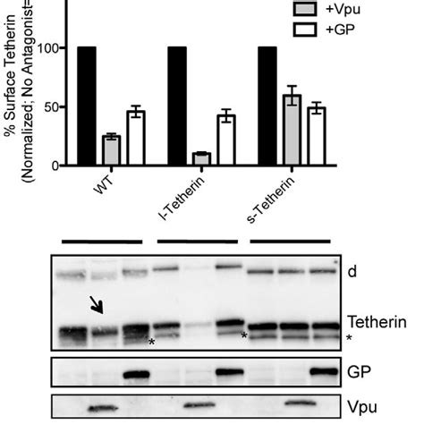 Effect Of Viral Antagonists On Surface Levels Of Tetherin 293T Cells