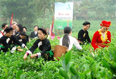 Lễ hội trà Đà Lạt Hòa mình vào tuần lễ văn hóa trà đặc sắc EU