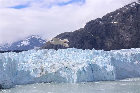 Went on an Alaskan cruise and visited Glacier Bay...saw this little guy ...