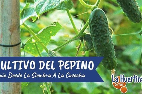 Gu A Completa Para El Cultivo De Pepinos Consejos Cuidados Y