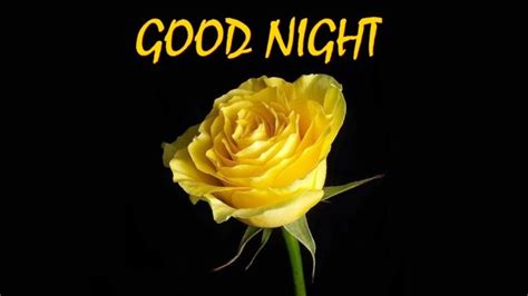 Beautiful Yellow Good Night Flower - Full Hd Bright Yellow Yellow Rose ...