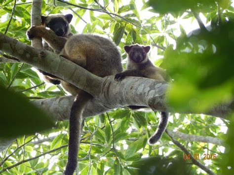 The Tree-Kangaroo and Mammal Group :: Tree-kangaroo Survey