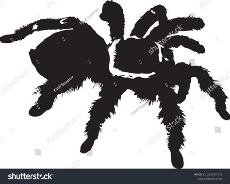 Spider Silhouette Vector Black White เวกเตอร์สต็อก ปลอดค่าลิขสิทธิ์