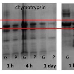 SDS PAGE for BSA 30 μM encapsulated in gels G and BSA alone P