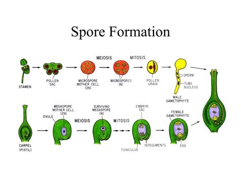 PPT - Seed Development in the Context of the Plant Life Cycle ...