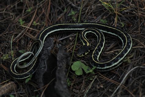 Culebra Listonada De Tierras Altas Mexicana Desde Mezquital Dgo