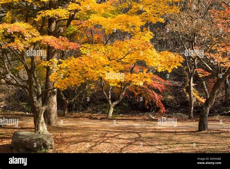 Autumn Maple Tree Forest In Korea Naejangsan National Park South