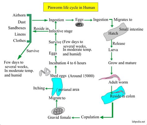 Human Pinworm Life Cycle