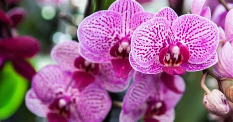 La tua orchidea ha le foglie rigate È perché commetti questo errore