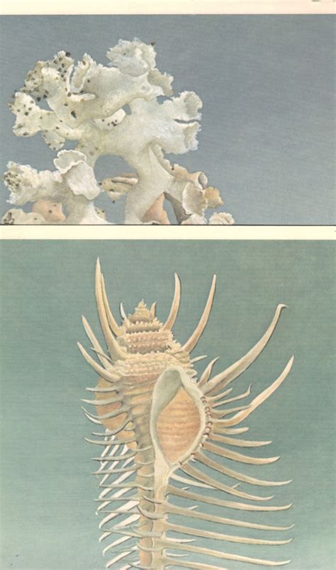 Set Of 2 Seashell Prints Of A Venus Comb And A Carrier Shell