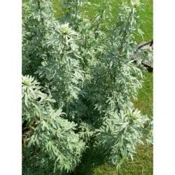 Common Wormwood Herb Seeds