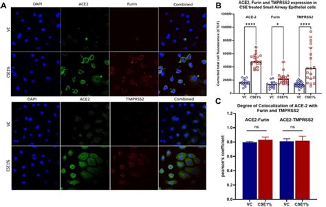 Immunofluorescence Of Proteins Ace Furin And Tmprss Associated