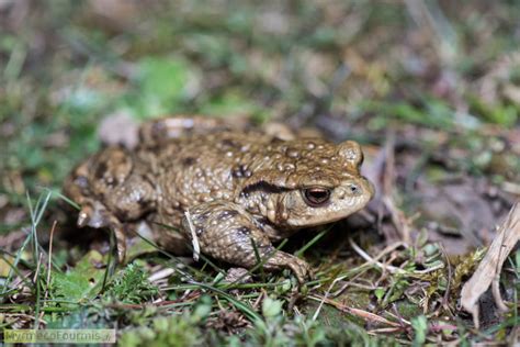 Le Crapaud Commun Bufo Bufo