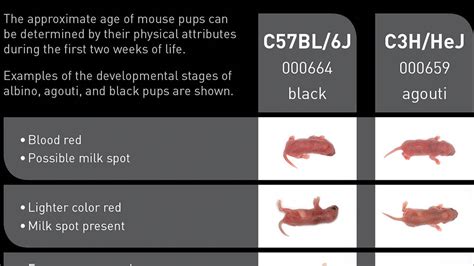 JAX Mice Pups Appearance By Age