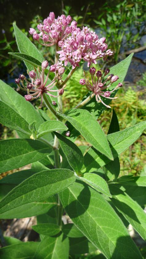 Asclepias Incarnata Swamp Milkweed Go Botany