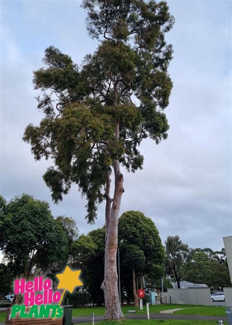 Eucalyptus River Red Gum Hello Hello Plants