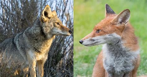 Coyote Vs Fox 11 Key Differences Between Them, 56% OFF