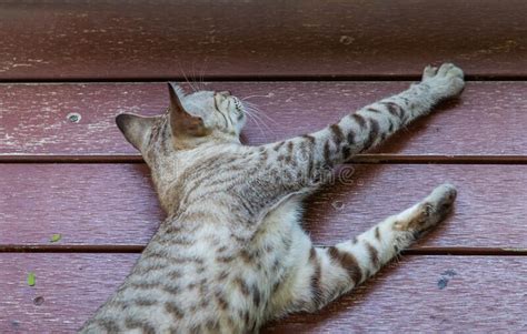 El Lindo Gato Durmiendo En El Suelo Rojo De Madera Imagen De Archivo