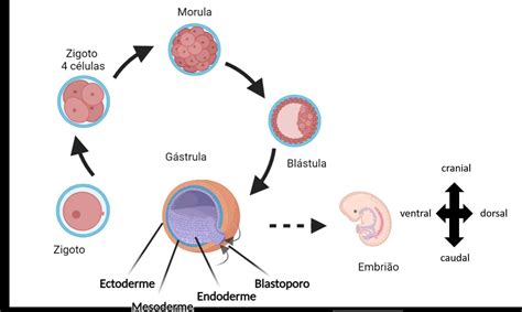 Terceira Semana Do Desenvolvimento Embrionario BRAINCP