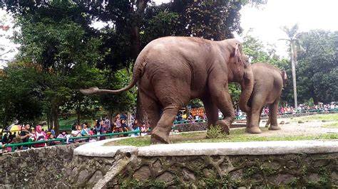 Kebun Binatang Ragunan Youtube