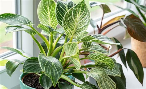 How To Grow Tropical Plants Indoors The Home Depot