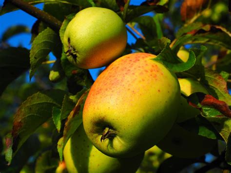 Manzanas Rbol De Manzana Fruta Foto Gratis En Pixabay Pixabay